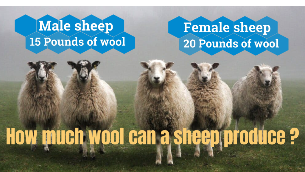 how much wool does a sheep produce